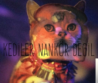 دانلود آلبوم Kediler Nankör Değil (2019) از Anıl Emre Daldal