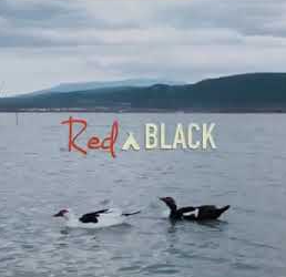 دانلود آلبوم Boşver (2021) از RednBlack